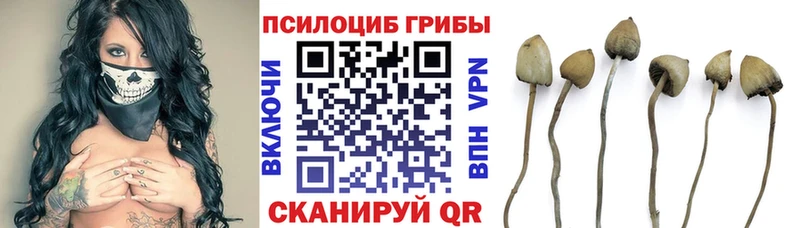 Псилоцибиновые грибы Psilocybine cubensis  Валдай 